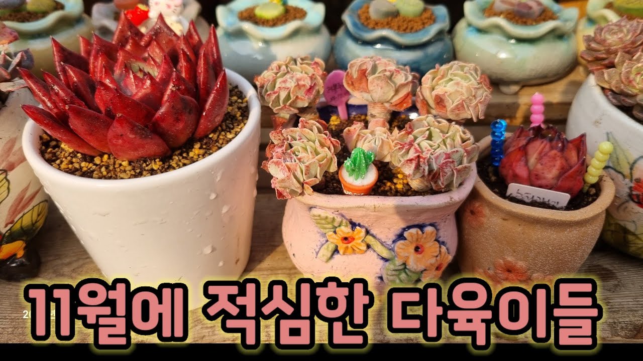 11월에 적심한 다육이들 소환