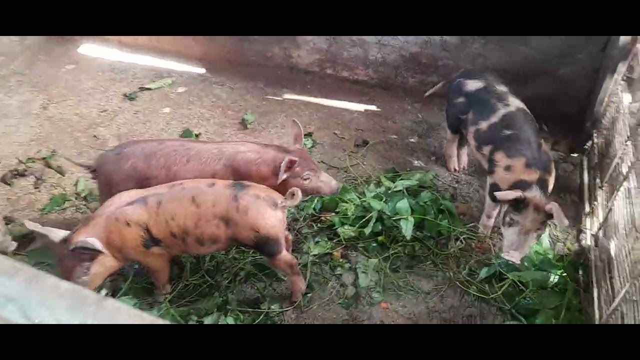 Pig fatrm and piglets