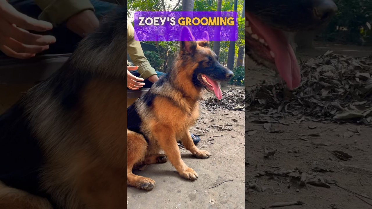 Lady Zoey The German Shepherd Grooming Session. 