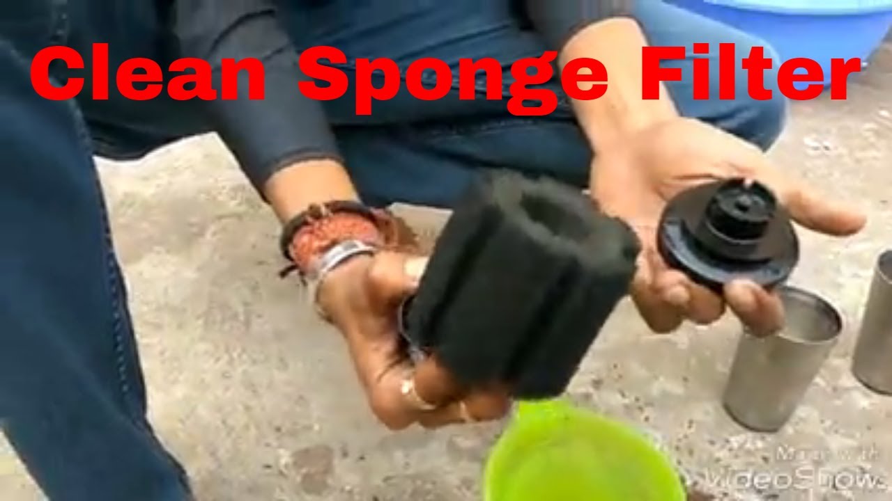 How to Clean Aquarium Sponge Filter in Just 2 Min [hindi]