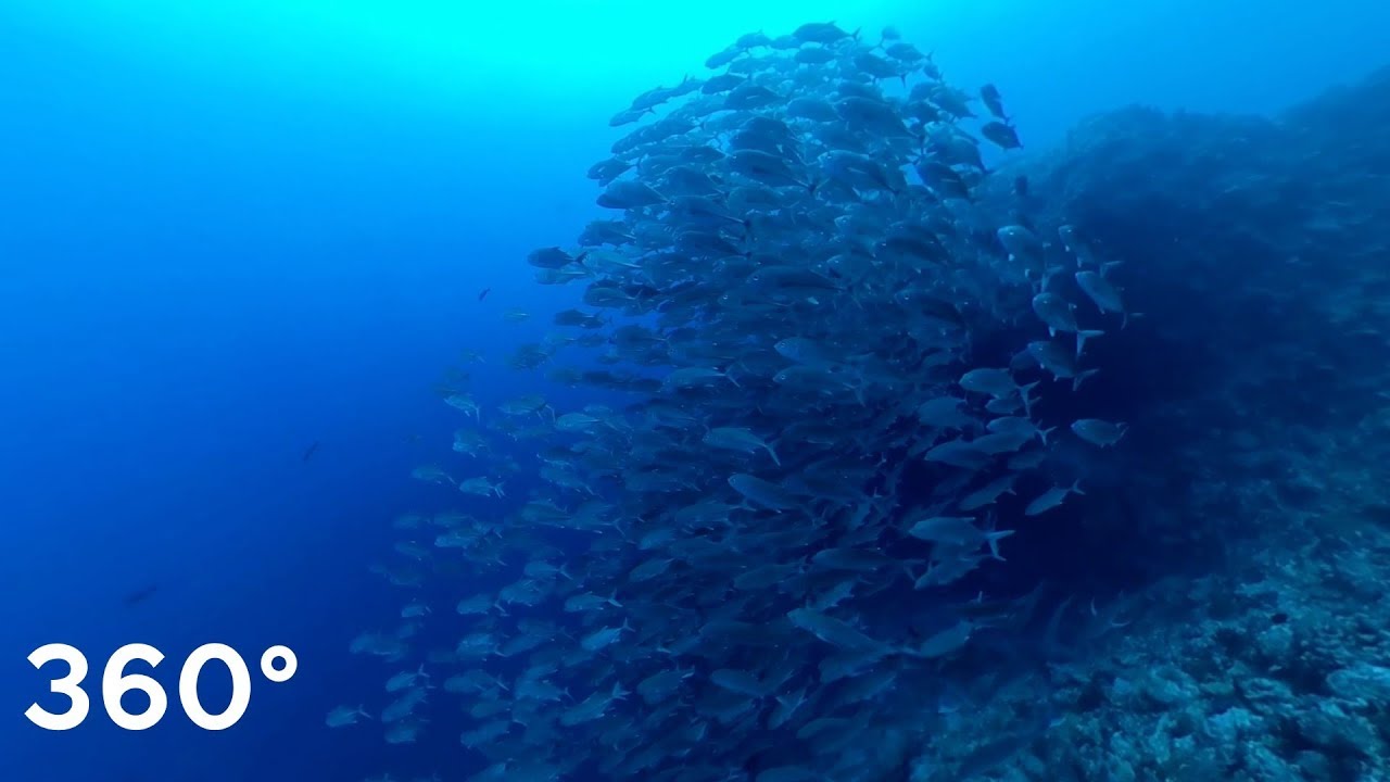 school of fish (barracuda,jackfish) 360&deg; VR