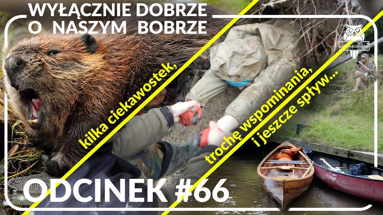 Odcinek #66 - Mówimy dobrze o bobrze 🦫