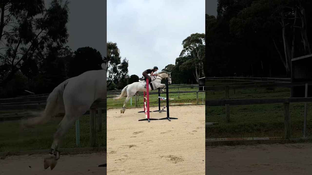 What training everyone&rsquo;s dream horse ACTUALLY looks like: #horsetrainer #horsetraining #equestrian
