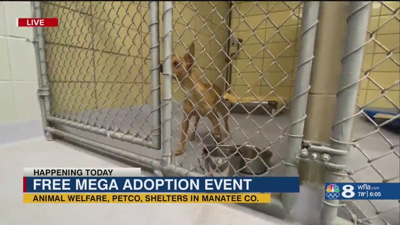 Mega pet adoption event in Manatee County