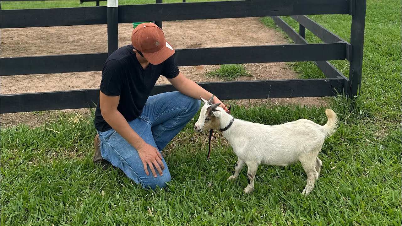 Mini cabras o PET do momento