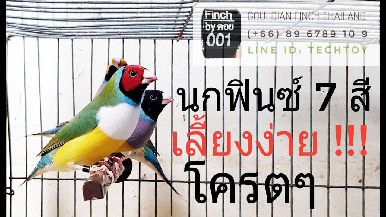 การเลี้ยง นกฟินซ์ 7 สี (Lady Gouldian Finch)