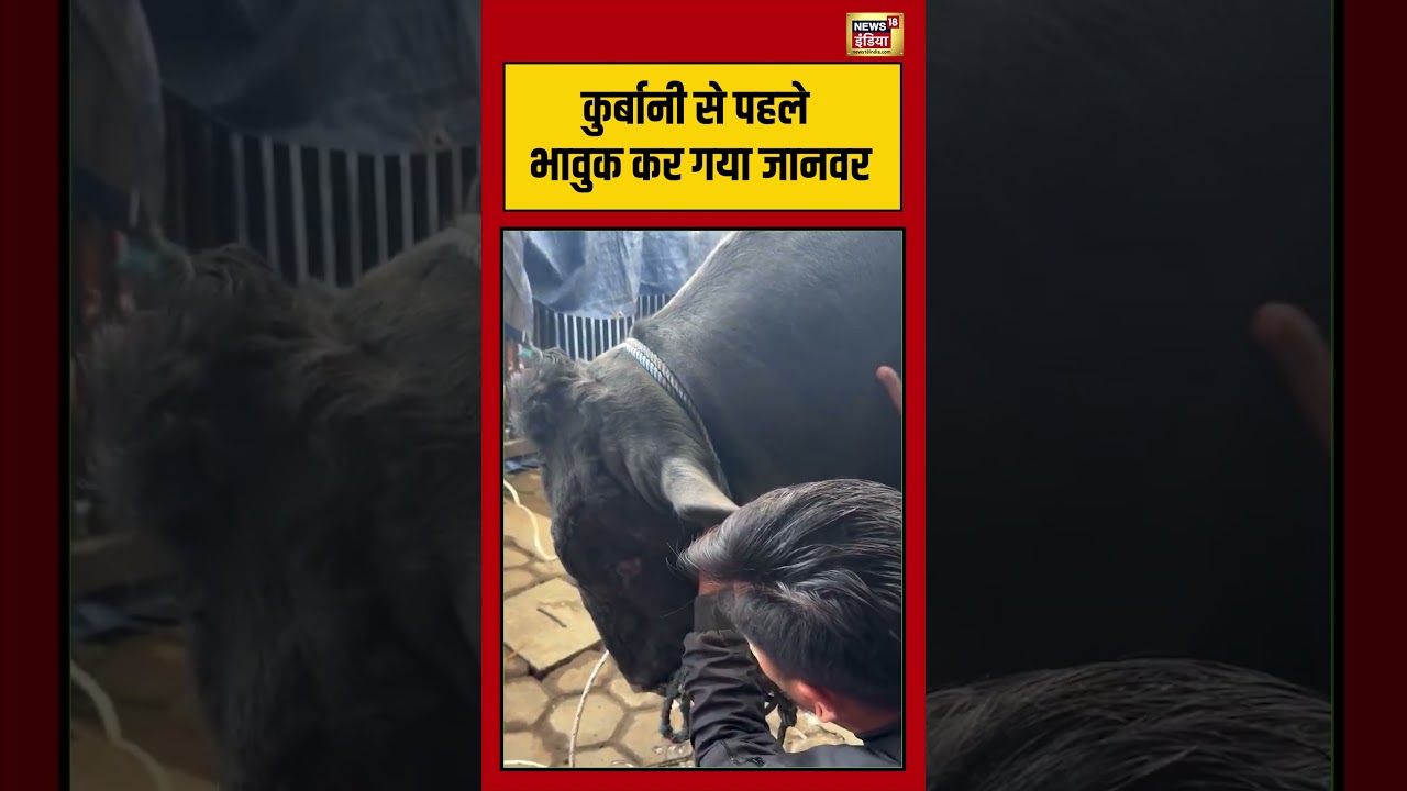 Bakrid 2026: कुर्बानी से पहले भावुक कर गया जानवर | #bakrid #shorts #viral #muslim