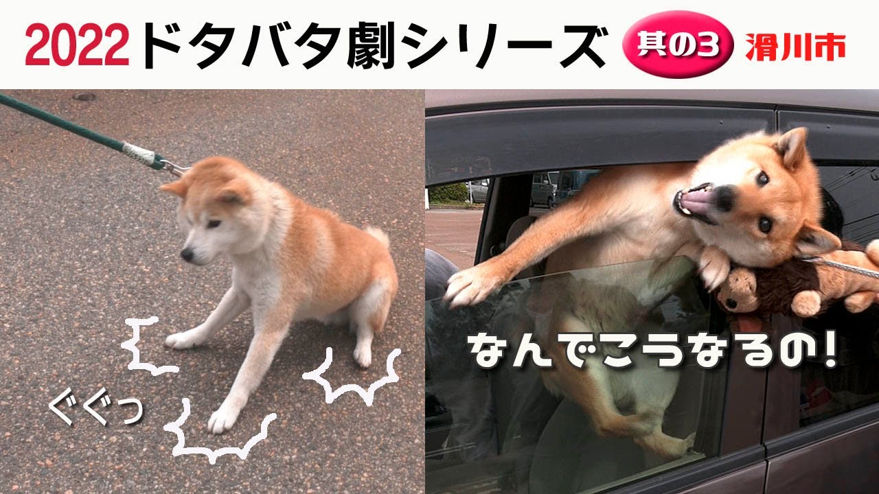 2022狂犬病予防注射会場のドタバタ劇・其の３ 滑川市編
