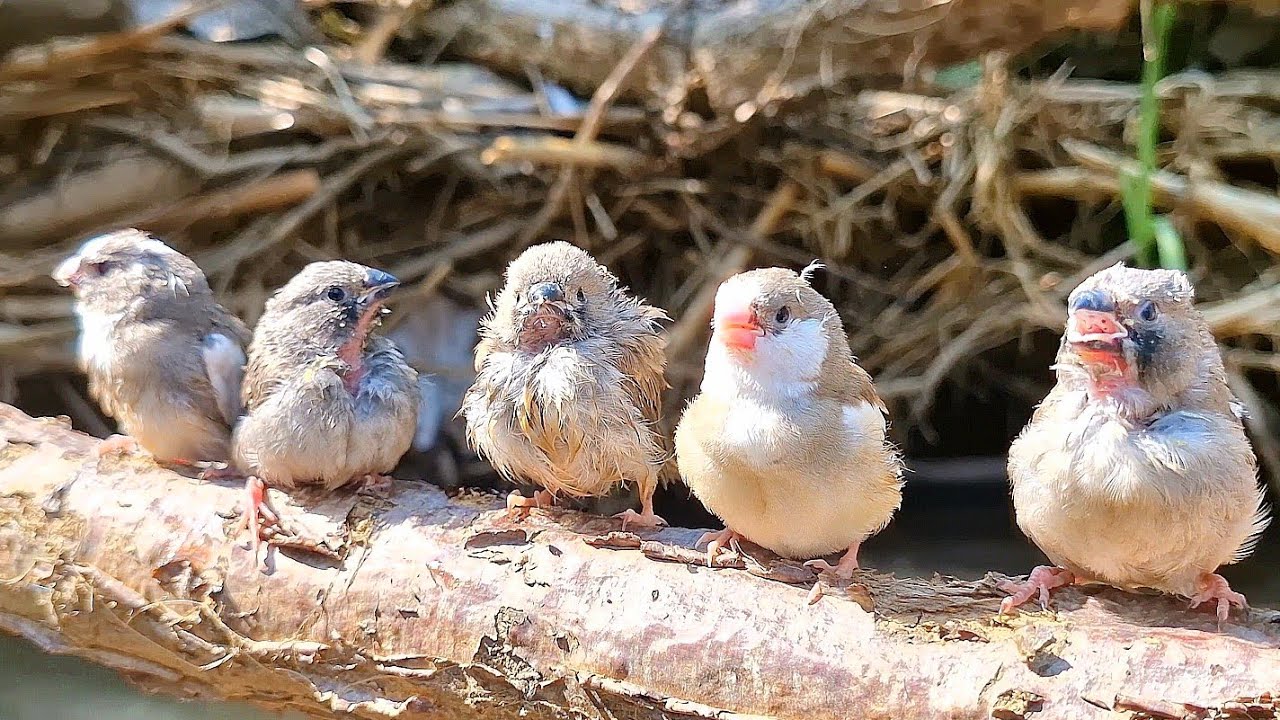 My baby zebra finches are so cute. They're having so much fun practicing their songs. Enjoy it!