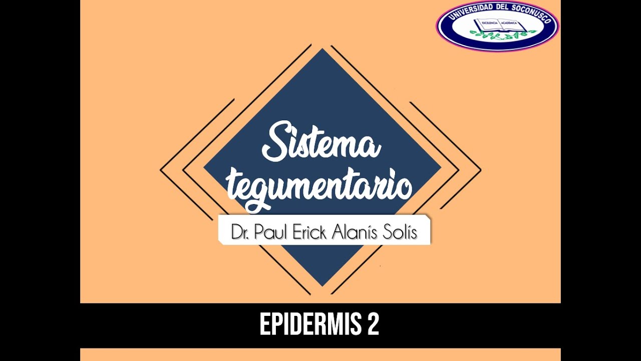 Piel 2 - Capas de la piel y queratinización