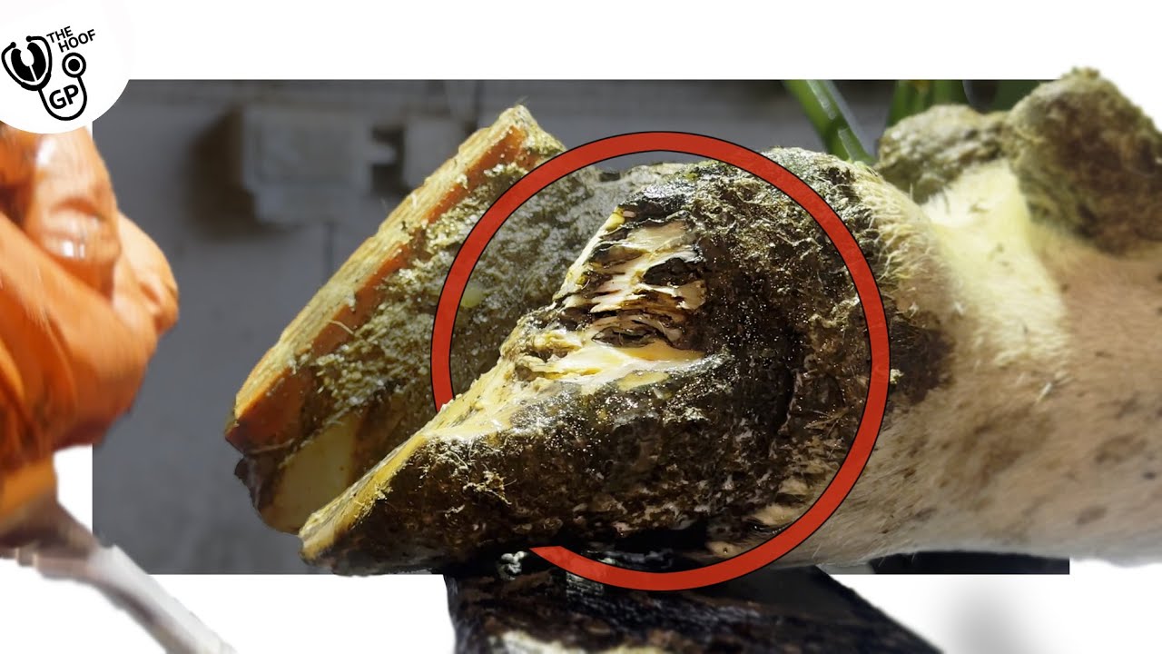 this cow's LAMINAE CORIUM have BURST OPEN!