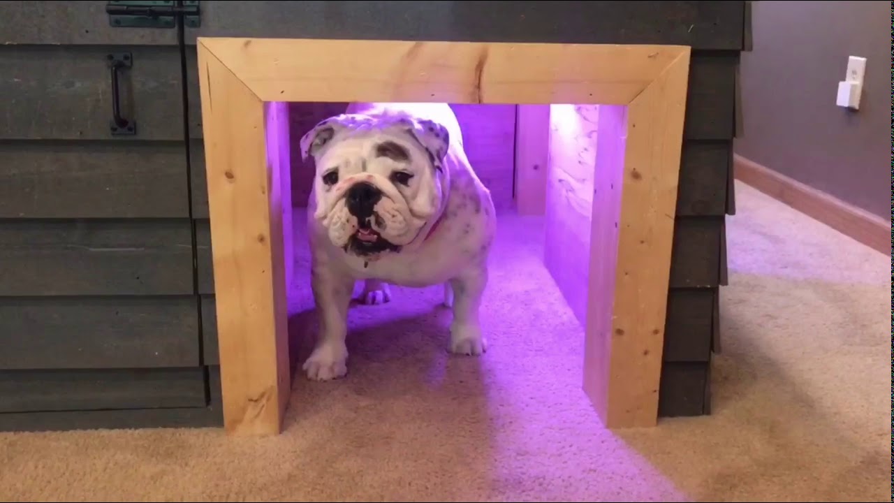 My custom doghouse is better than your own apartment!