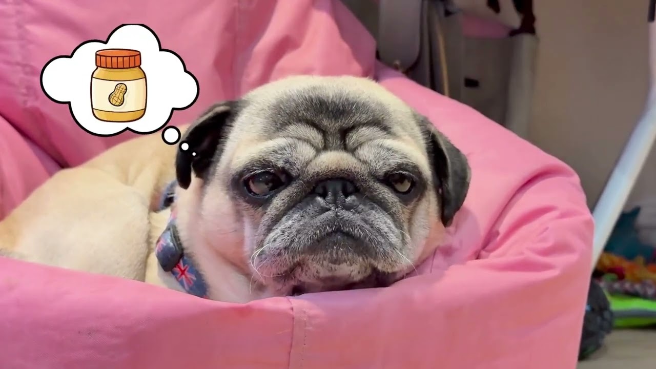 What Do Dogs Dream About? 🤣 A Pug Dog's Dreams 😴