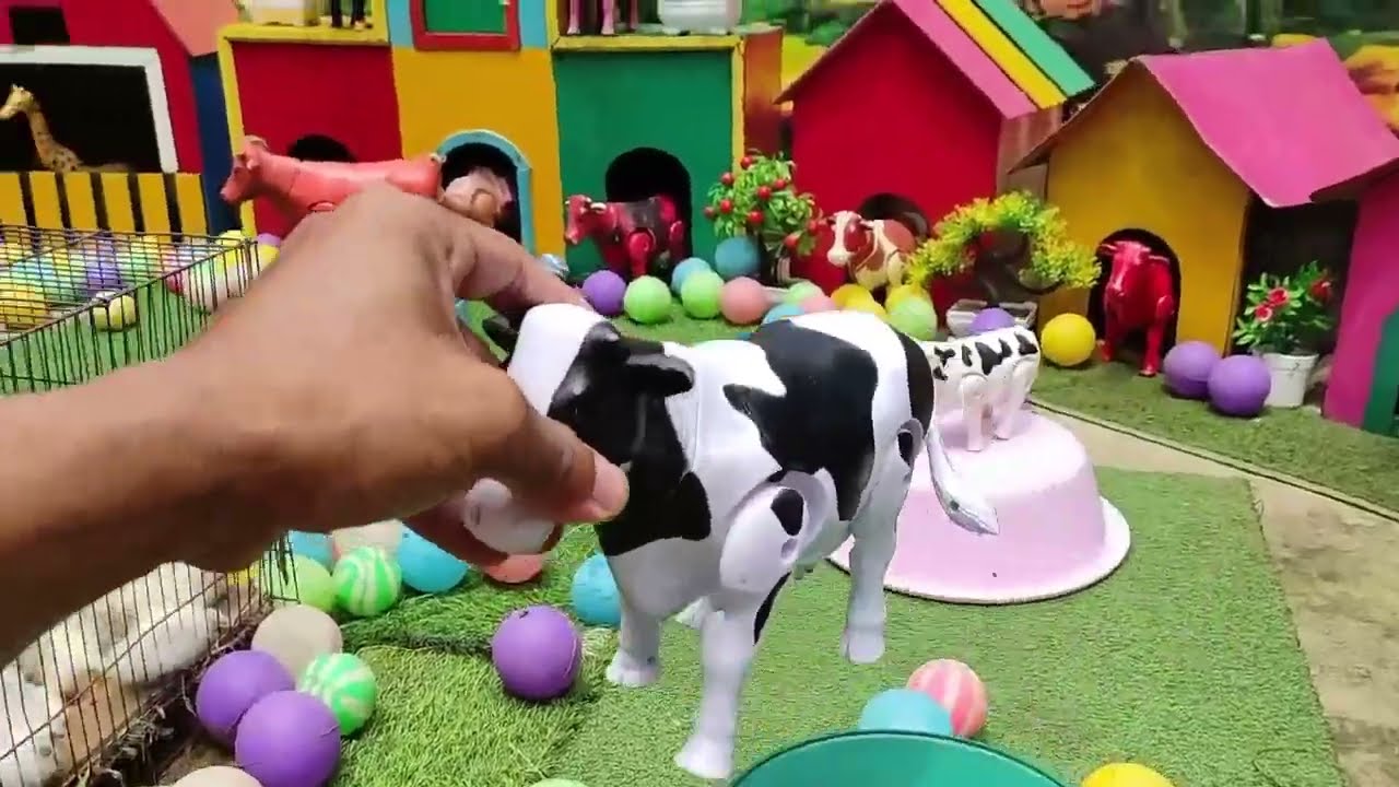 Ayam rainbow sapi warna warni ayam warna warni lucu di peternakan