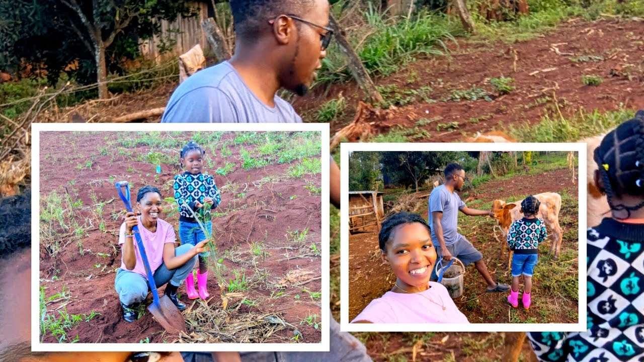 VILLAGE LIFE FARMING VLOGS HUNTING CALF  PLANTING , HARVESTING+NEW FAMILY MEMBERS IN AFRICAN VILLAGE