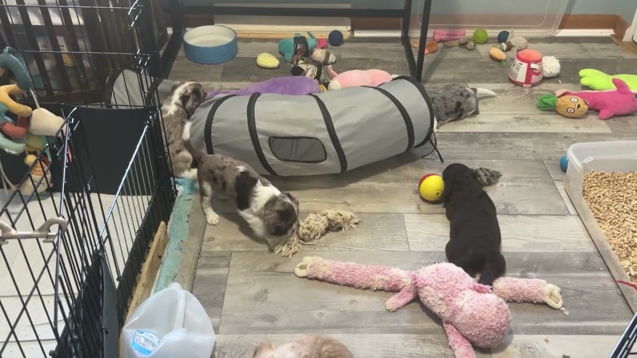 1/11/26 CoCo’s pups. Afternoon playtime. 