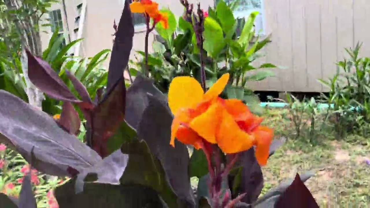 conpartiendo mis bellas flores