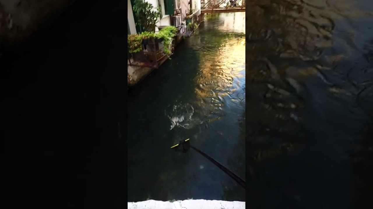 Brown trout with nynph, jumping and colored. Street fly fishing action.