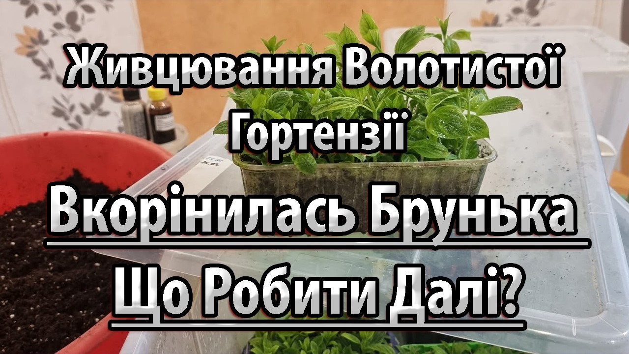Живцювання Волотистої Гортензії! Вкорінилась Брунька Що Робити Далі?