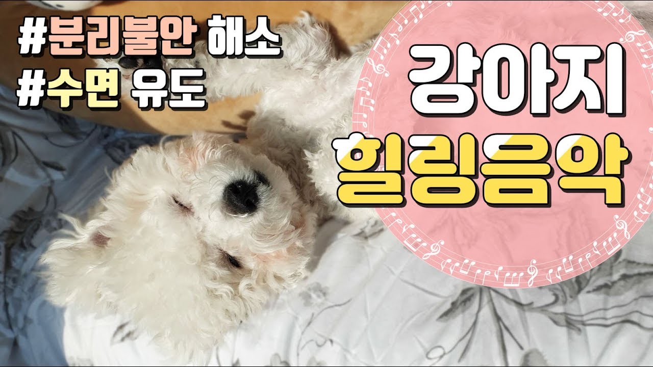 [10시간 효과100%] 강아지(고양이)음악 Dog Cat Healing Music / 외출시 틀어주세요/ 분리불안 완화/ 심리안정/ 수면유도/ 힐링음악