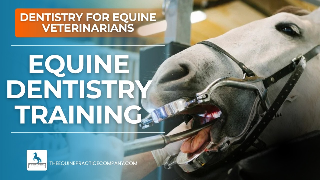 Equine Dentistry Training: 7 Steps for Successful Practice Integration