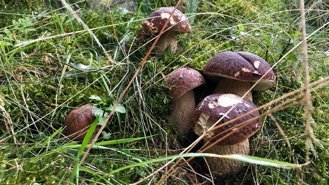 porcini di montagna 27 agosto 2019 dieci minuti da favola