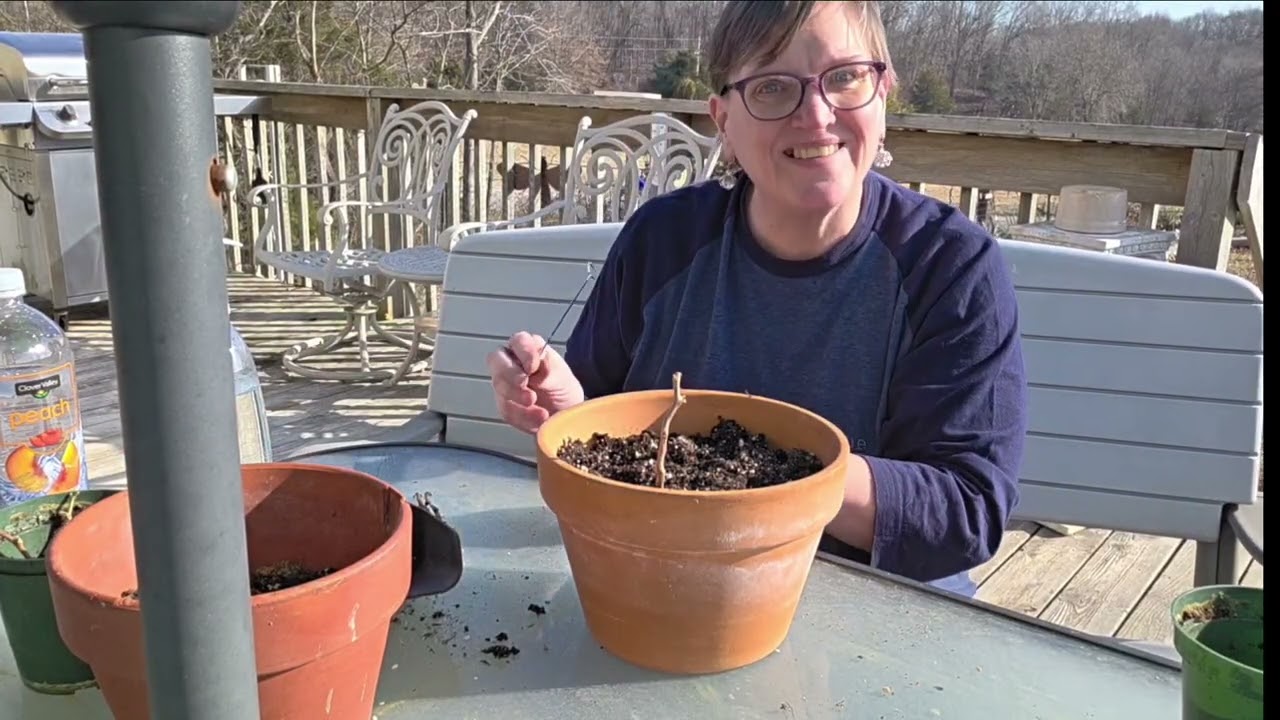 Second Chance at Bougainvillea Propagating