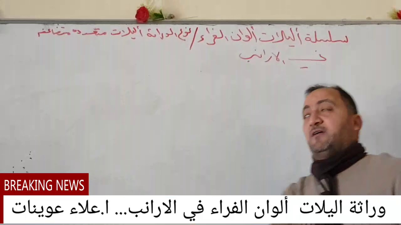المحاضرة الثانية عشر ..الوراثة اللامندليه..اليلات الوان الفراء في الارانب