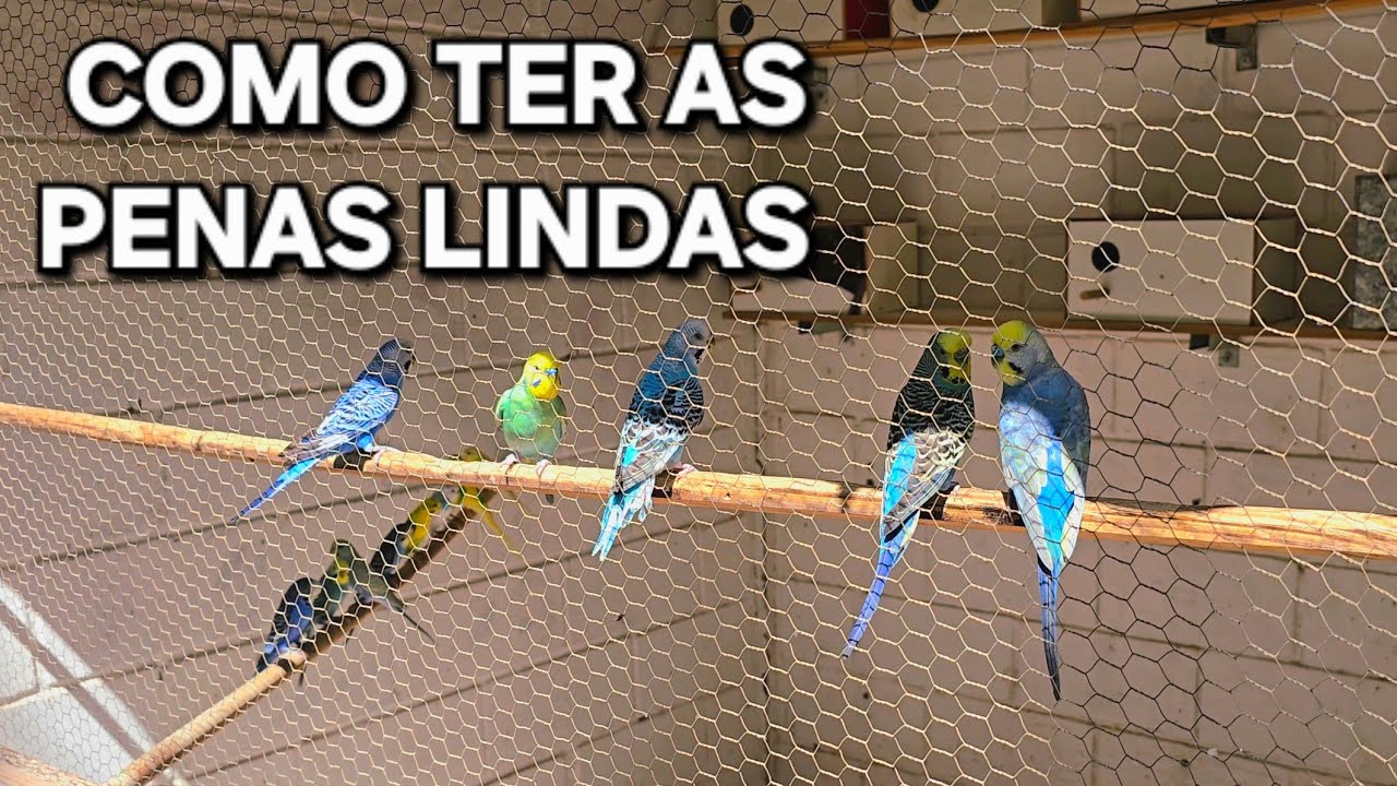 COMO DEIXAR AS PENAS LINDAS