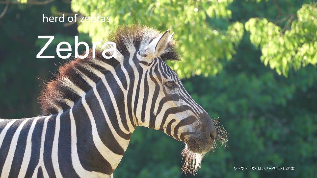 Zebra 20240721_4／Toyohashi Zoo & Botanical Park（non_hoi_park）／4K