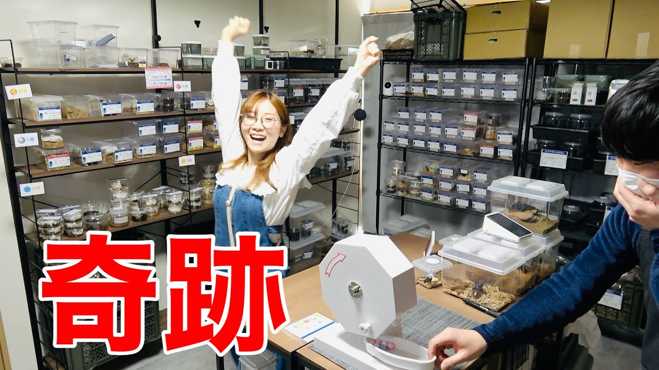 初訪問の昆虫ショップの正月ガラポンの景品がやばすぎる件