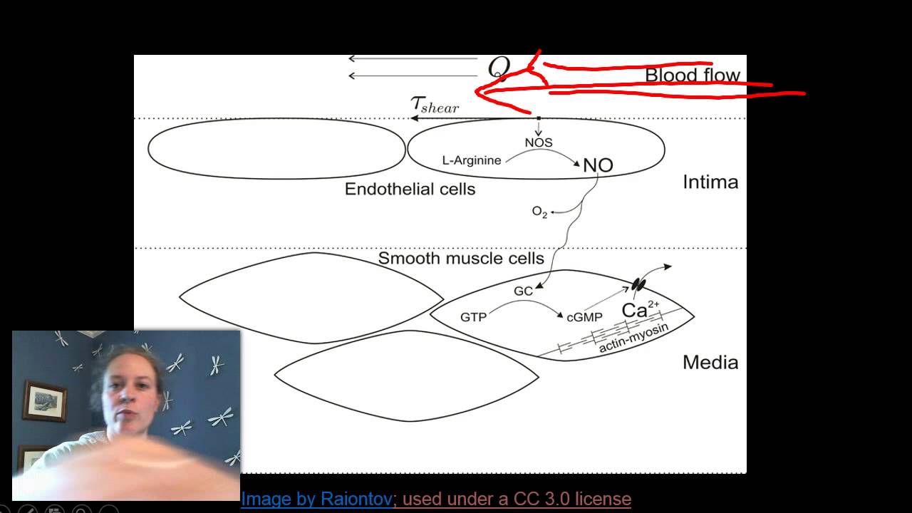 Nitric Oxide, NOS and vasodilation