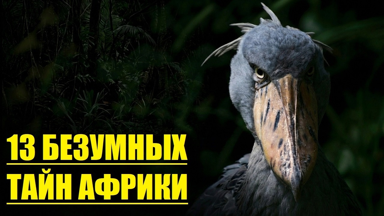 БЕЗУМНАЯ АФРИКА: 13 Кошмаров и Чудес! Ты Будешь в ШОКЕ! 😱