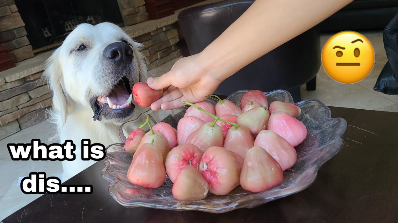 My dog reacts to and eats wax apples for the first time! | AKA water, rose, java, mountain apples!