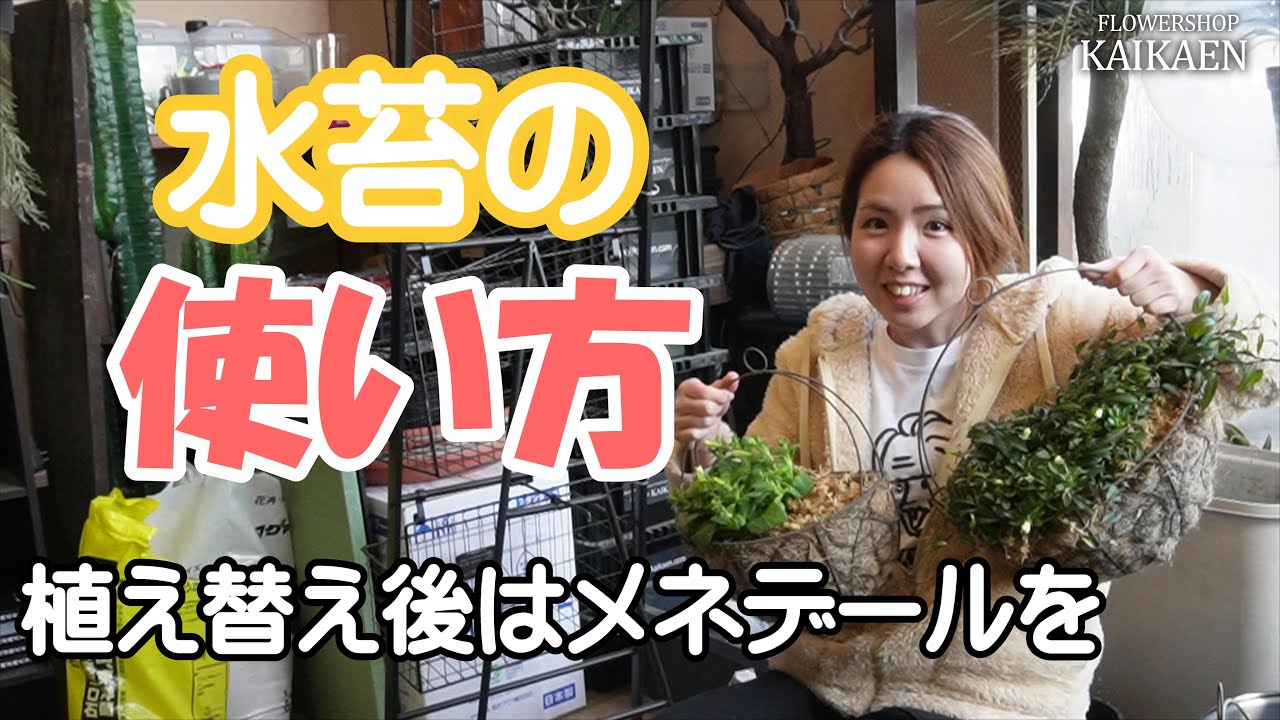 ハンギング　水苔　使い方　植え替え　メネデール【おうちでガーデニング】開花園チャンネル