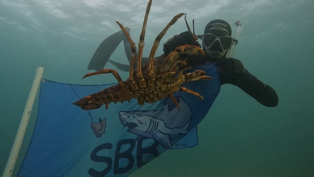 Boat Camping NORTH EAST TASMANIA!! (Huge CALAMARI, Crayfish, Abalone, Spearfishing)!
