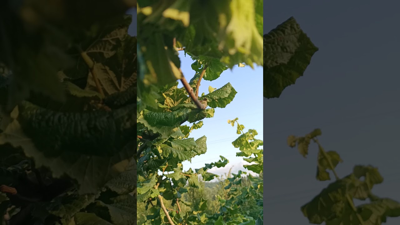 Budama yapılan dalın 2 yıl i&ccedil;inde geldiği durum