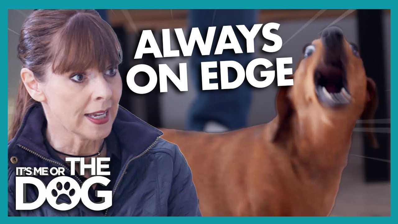 Dachshund Acts like a Maniac on Walks | It's Me or The Dog