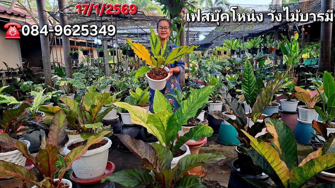 ☎️084-9625349กวักมรกตแคระด่าง1000฿ว่านด่างสวยเข้าใหม่ บุษราคัมด่าง เงินหนาด่าง โชคเก้าชั้นด่าง 
