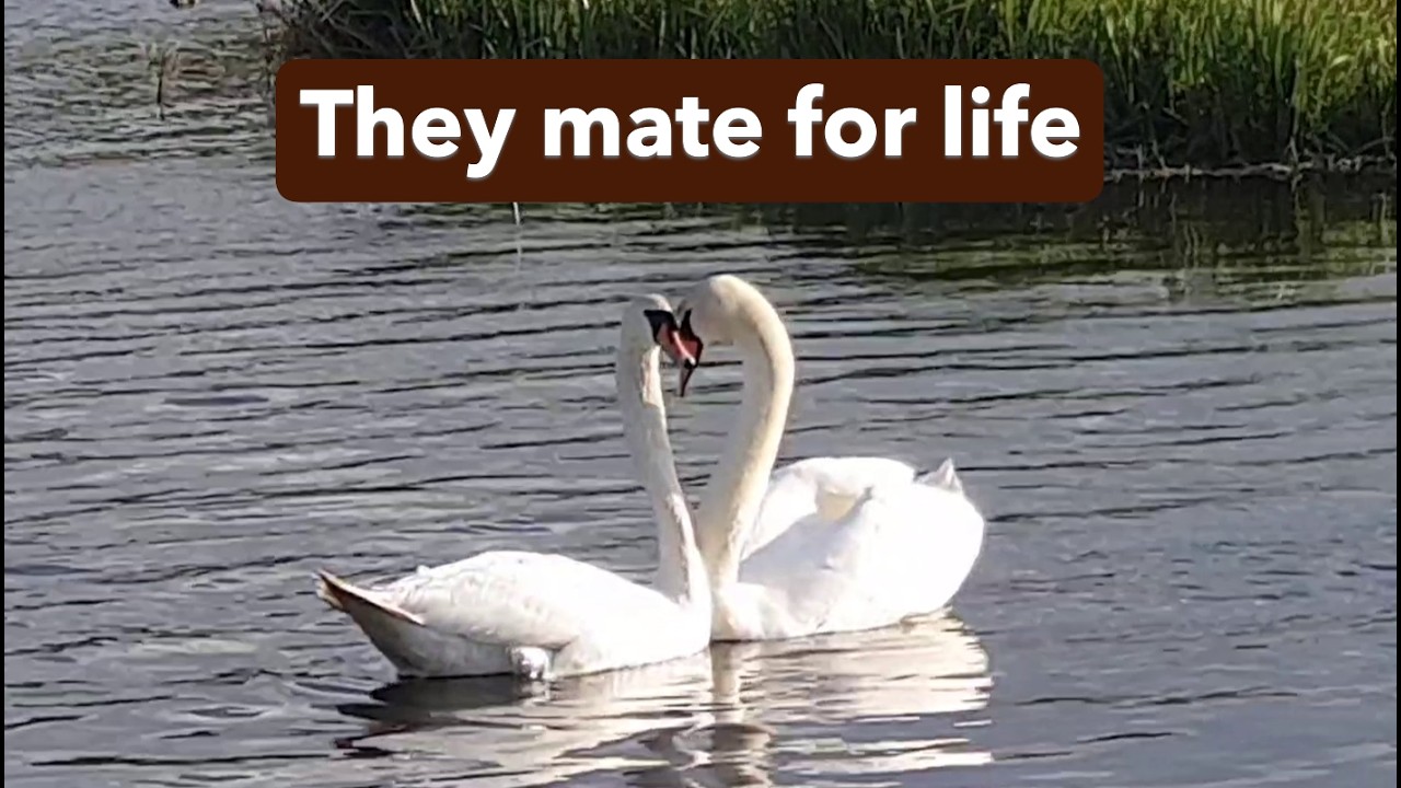 The most beautiful swan reunion