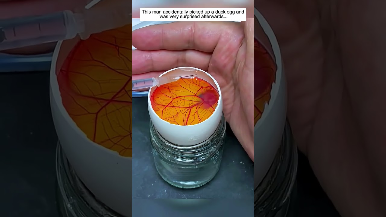 This man accidentally picked up a duck egg and was very surprised afterwards.