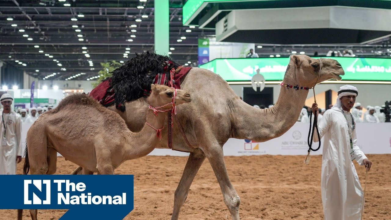 Camels sell for Dh1.2 million at auction in Abu Dhabi