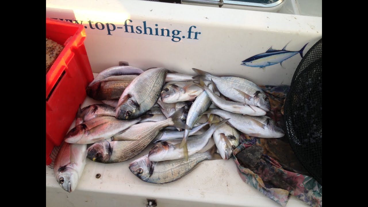 7 nov. 2014, pêche aux calamars, daurades, et thon par accident!!!!