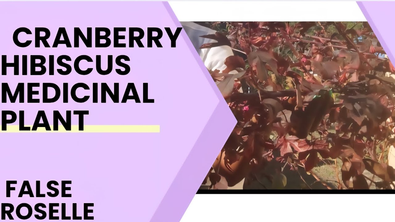 Cranberry Hibiscus/ False Roselle 