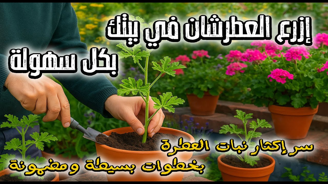 ازرع العطر - العطرشان -العطرش -العطرية في بيتك بسهولة! 🌿 سر إكثار نبات العطرشان بخطوات بسيطة ومضمونة