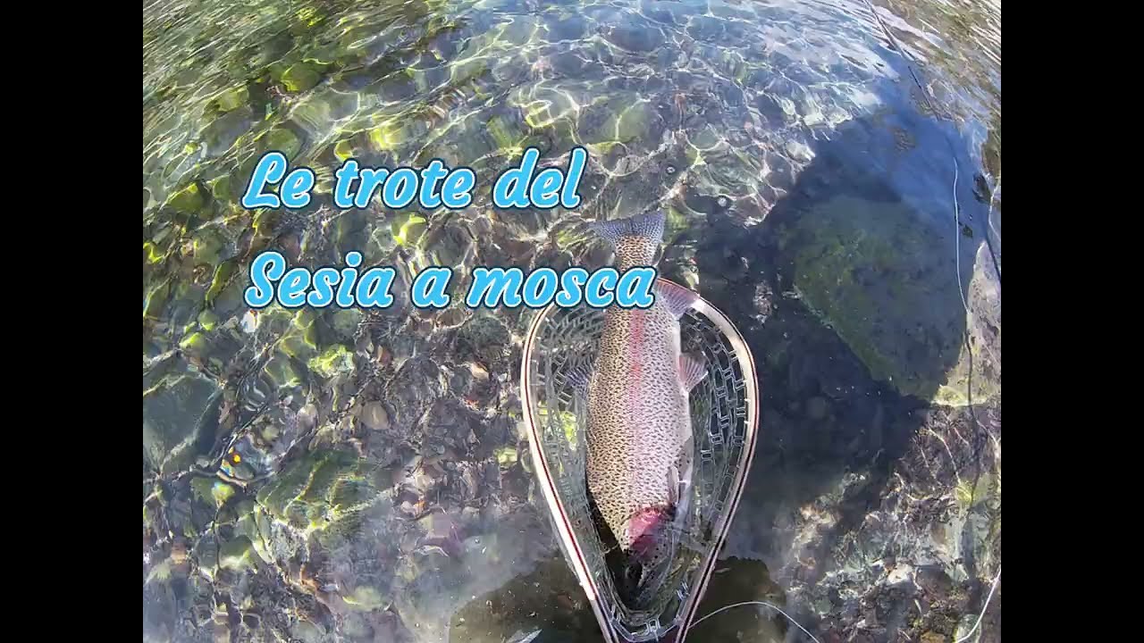 Pesca a mosca sul fiume Sesia