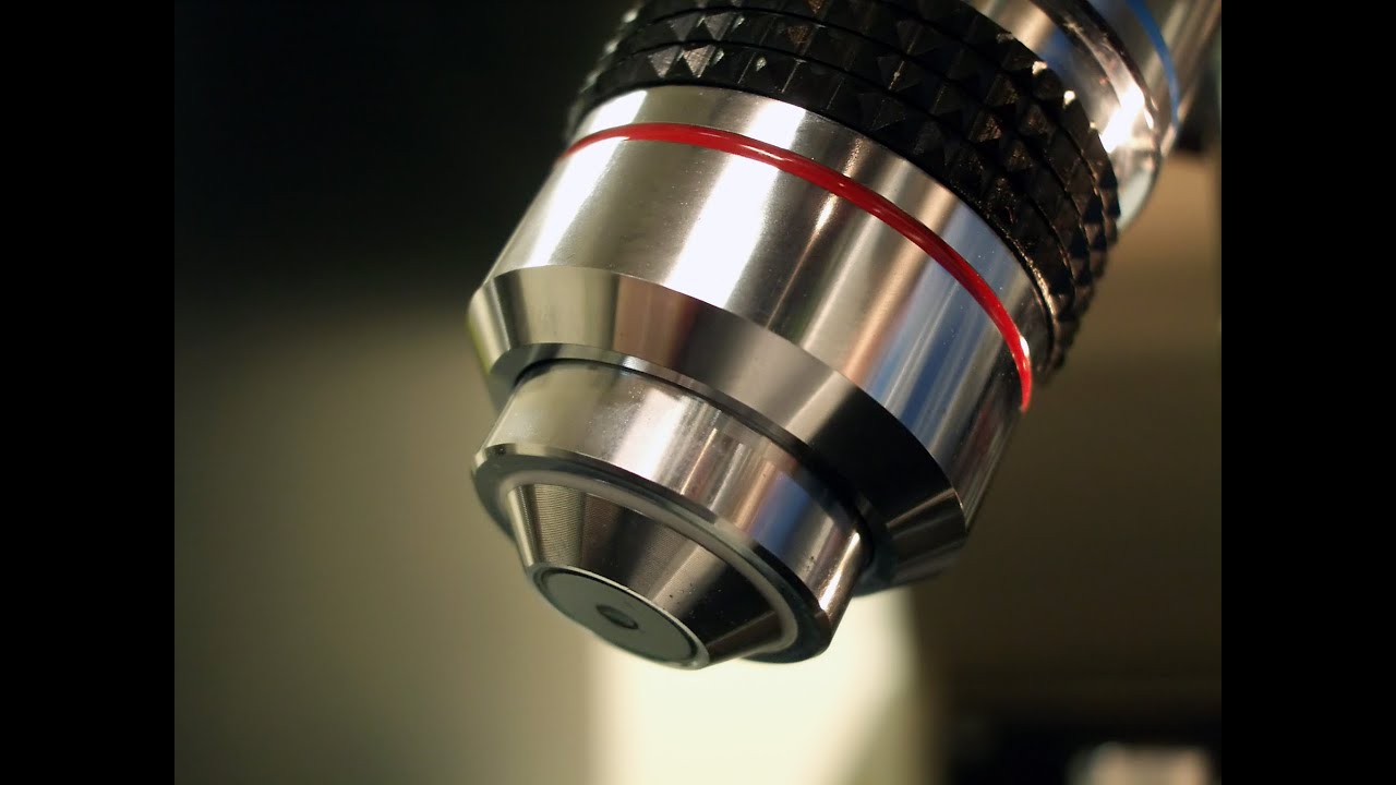 1. Woche: Epithelgewebe