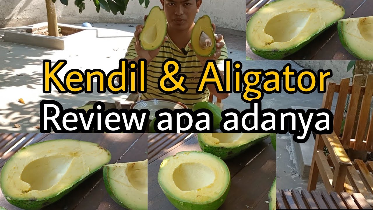 REVIEW ALPUKAT KENDIL DAN ALIGATOR