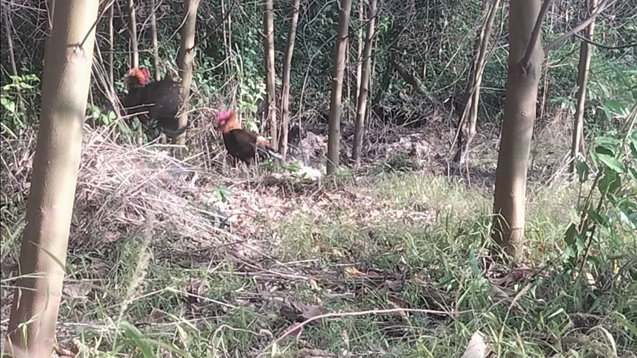 ធ្នាក់ធ្វើបានល្អណាស់