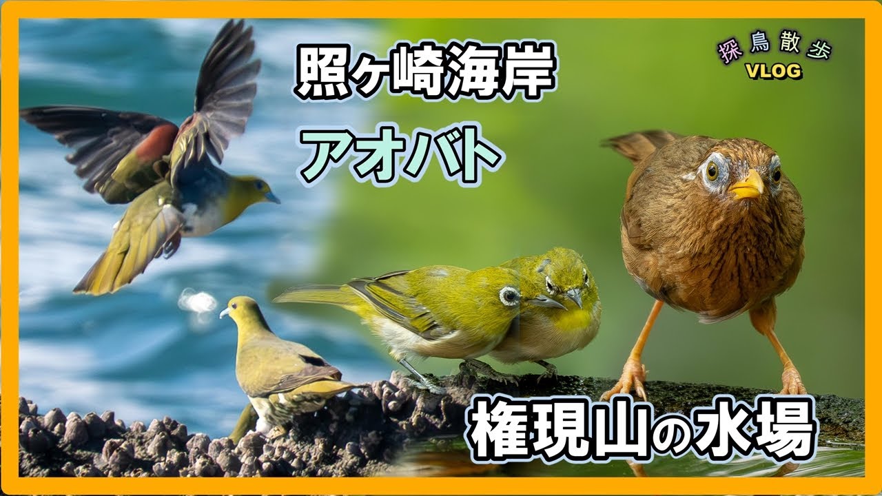 【探鳥散歩 VLOG】大磯照ヶ崎海岸のアオバトに会いにそして権現山の水場サンクスチェアリに行って来ました
